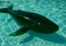 Whale Dumps $36M in HYPE to Shore Up $103M Short on Hyperliquid as Liquidation Risk Builds