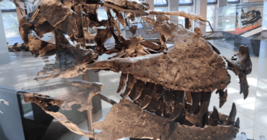 A 66-Million-Year-Old Tooth Shows T. Rex Ran Almost as Warm as a Human Body A 66-Million-Year-Old Tooth Shows T. Rex Ran Almost as Warm as a Human Body