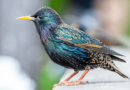 Birds Across Europe Flee Sooner When a Woman Approaches Than a Man, and Scientists Have No Idea Why