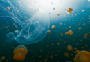 NASA Sent Thousands of Jellyfish to Space in 1991. The Babies Born Up There Couldn’t Handle Earth